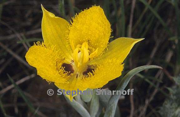 calochortus monophyllus 4 graphic